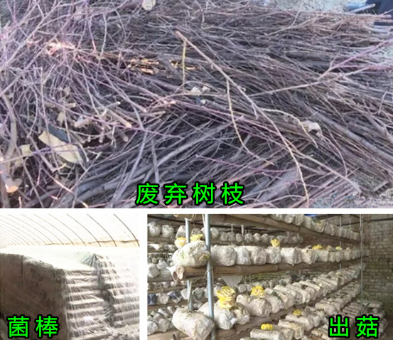 樹枝粉碎機開啟廢棄枝條資源化再利用